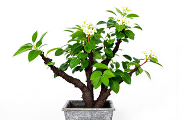 vibrant green bonsai tree with delicate white flowers in a square gray pot