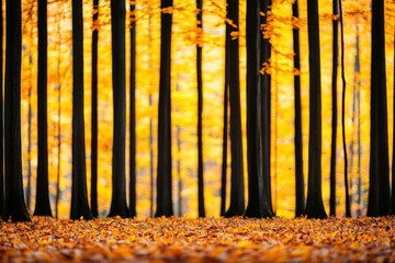 Poster - Golden sunlight filtering through colorful foliage in autumn forest