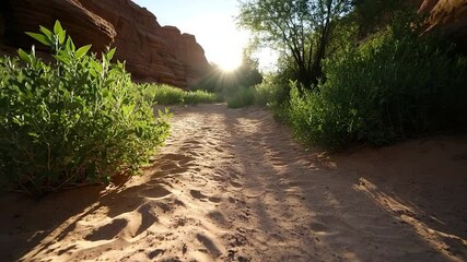 Poster - Sandy path leading towards a bright sun in a canyon. Lush green bushes line the path creating a contrast to the reddish rock formations. The sun creates long shadows