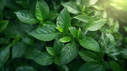 Aufkleber - Close-up shot of fresh green leaves with details under soft sunlight. The leaves have textured surfaces creating a soothing backdrop for nature or environment