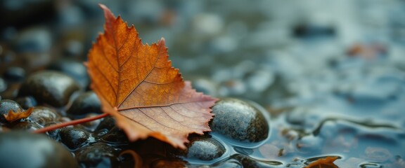 Poster - Leaf resting on pebbles in shallow water showcasing fall colors and nature's beauty