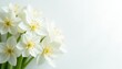 © Chanchai - Close-up shot of pristine white flowers on a stark white backdrop , photography, texture, beauty