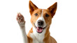 © ประหยัด พลพวก - Friendly Pup's Greeting: A cheerful Basenji, with an inviting expression, extending its paw in a friendly gesture, conveying warmth and welcome.