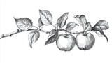 Hand-drawn vector illustration of an apple branch with leaves and apples, a set collection on a white background, in a vintage style, with a pencil drawing and line art