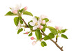 © tahmina - A beautiful pink cherry blossom branch with apple tree flowers blooms in spring