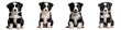 © NRD - Adorable border collie puppies in a group portrait