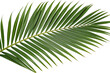 © Designer - A vibrant, close-up shot shows a palm leaf with pointed leaflets on a transparent background