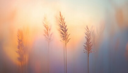 Poster - Golden Pampas Grass Silhouettes Bathed in Warm Sunset Light Creating a Serene and Atmospheric Landscape with Soft Shadows