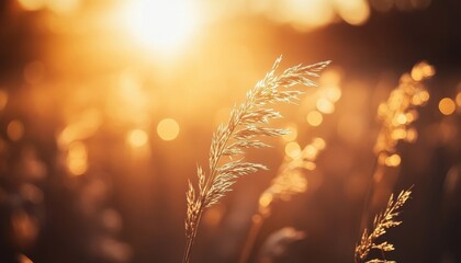 Poster - Golden Wheat Field at Warm Sunset Light with Blurred Background a Nature Scenery with Bokeh and Sunflare Plant and Grass at Golden Hour
