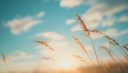 Poster - Golden Wheat Field Under a Sunny Sky at Sunset with Soft Sunlight and Fluffy Clouds in a Tranquil Rural Landscape Featuring Warm Colors and Blurry Background