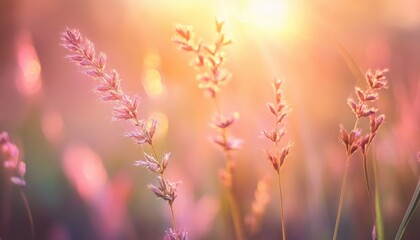 Leinwandbilder - Sunlit Lavender Field a Floral Meadow with Purple Hues a Soft Focus on a Serene Summer Day Bright Sunlight and Natural Colors Dreamy Tranquil Nature Scene with Warm Sunrise