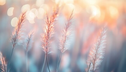 Leinwandbilder - Delicate Grass Plumes Glowing with Bokeh Sunlight on a Meadow in Warm Golden Hues Creates a Dreamy Abstract Landscape with Soft Focus and Calming Atmosphere
