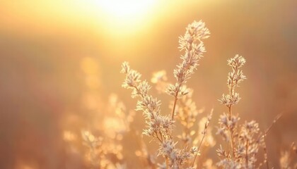 Poster - Floral Field Lit by Golden Sunlight at Dawn Featuring Close Up Plant Details Soft Colors and Blurred Background in a Calm Natural Outdoor Scenery