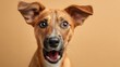 © goodskin - Playful dog portrait