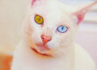 © RooM The Agency - Close-up portrait of a white cat with one blue eye and one yellow eye (heterochromia)