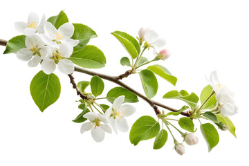 Blooming apple branch with white flowers and green leaves isolated on transparent background