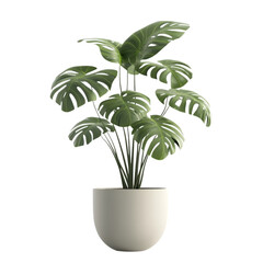 plant pot isolated on transparent background