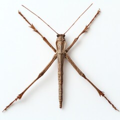 Wall Mural - Detailed close up image of a hairy spider like insect with long spindly legs and prominent compound eyes