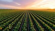 © Chirayu stock - Linear potato rows under rich sunrise sky, violet-orange gradient across atmosphere, untouched field, dew on leaves, flat background with clean edge framing