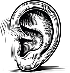 Leinwandbilder - Illustration of a detailed human ear in black and white sketch style. Vector illustration.