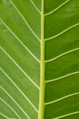 Wall Mural - a leaf with a green stem