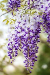Wall Mural - A large wisteria tree full of purple and white flowers, hanging down in the garden, soft focus