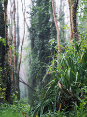 Wall Mural - a forest with vines and trees. the vines are green and the trees are tall. the forest is lush and fu