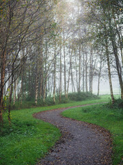 Wall Mural - footpath in a forest park with green trees and fog. calm and relaxing nature scene. nobody. selectiv