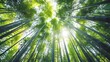 © Yuliana - Exploring a Lush Bamboo Forest: Tall, Verdant Stalks Reaching Towards the Sunlit Sky, Creating a Serene and Tranquil Atmosphere of Natural Beauty, Perfect for Relaxation and Contemplation.