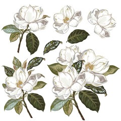 Poster - Collection of hand drawn magnolia flower botanical illustration. Watercolor floral illustration. Flower decorative natural elements. Vintage style