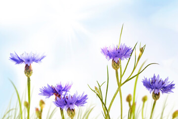 Wall Mural - centaurea cyanus. blue flower cornflower in summer meadow.