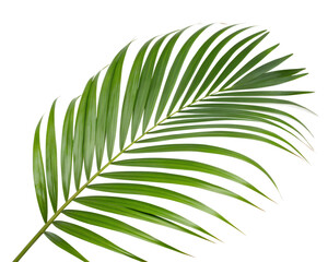 a leafy green palm tree leaf isolated on transparent background.