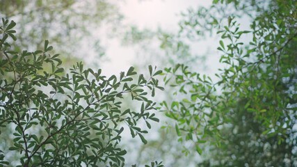 Wall Mural - Background green leaves of tree in spring public park, Bright green trees leaves waving in wind with bokeh