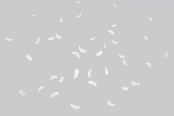 Wall Mural - white feathers floating in the air. fluffy downy, flying feathers. softness of feathers falling in h
