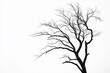 © Surung - A solitary, leafless tree stands against a white backdrop, symbolizing resilience in nature