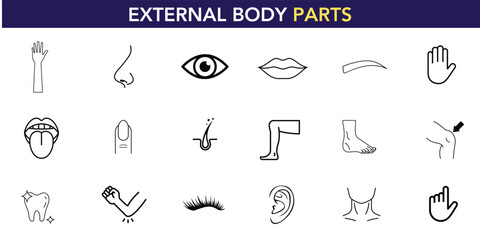 Fototapete - A set of vector icons representing various external human body parts. Black silhouettes on a white background. Anatomy and health-related.