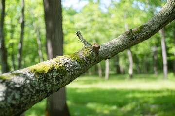 close-up of a moss-covered tree branch in a lush green forest with blurred background