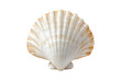 © Miltan - empty seashell isolated on transparent background