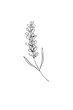 © al - Thin delicate lavender sprig isolated on white background. Outline sketch illustration. Black and white hand drawn . drawing. Ideal for coloring, design and illustrations, print, tattoo.