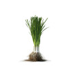 © Thingoc - Freshly Harvested Bunch of Green Onions with Roots