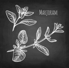 Wall Mural - marjoram chalk sketch