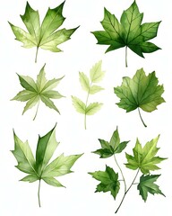 watercolor green maple leaves set isolated on a white background