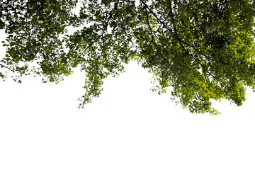 green branch of a tree on white background