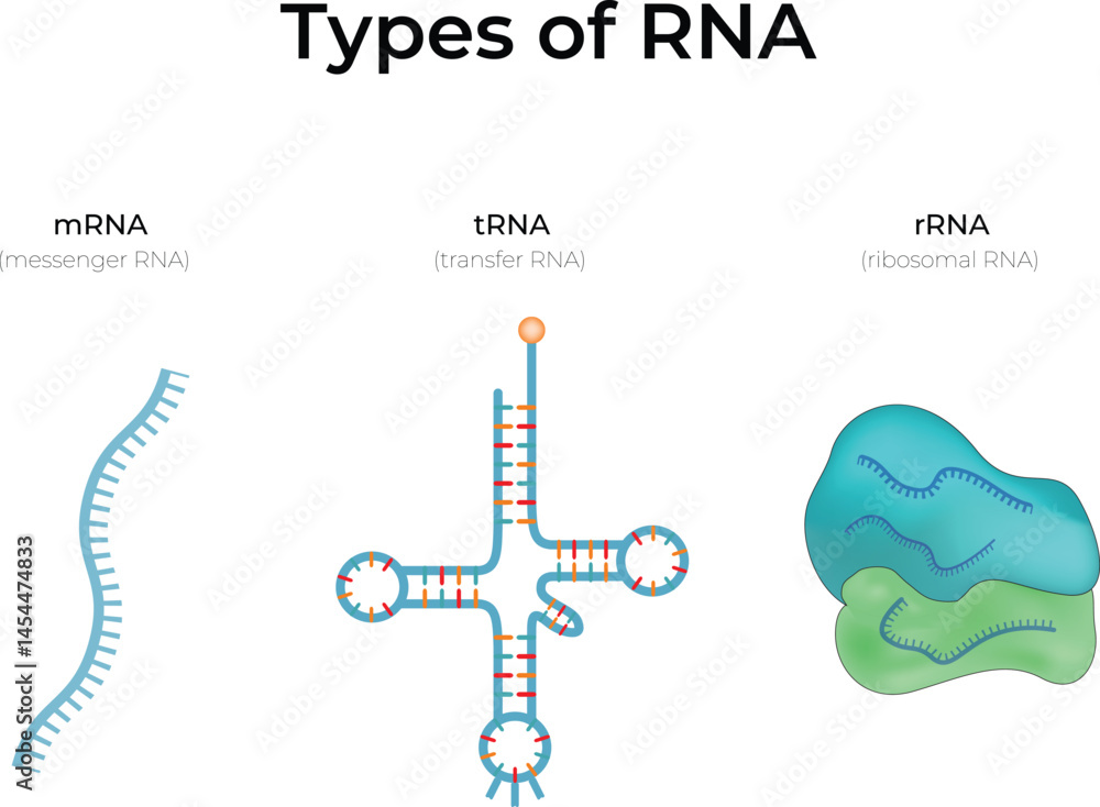 Types of RNA: mRNA, tRNA, and rRNA Design Vector Illustration Stock ...