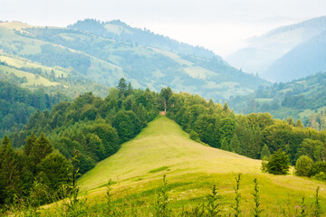Wall Mural - mountain landscape in the morning. fir forest on the hill. beautiful view of nature in summer. fog i