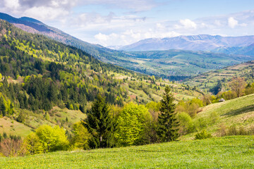 Wall Mural - countryside landscape in spring. forested carpathian mountains with grassy rolling hills in evening 
