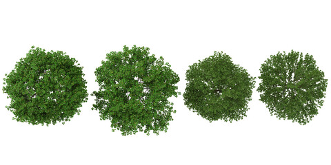 Collection of Bauhinia,Bothrocaryum trees on transparent background from the top view