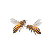 © Prichachai - Two bees facing each other with transparent wings and striped bodies, isolated on transparency background. image captures intricate details of their wings and fuzzy bodies