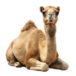 © MdJilu - camel sitting on white background with no shadows