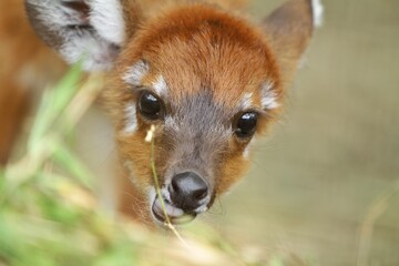 Wall Mural - portrait of little sitatunga's facial expression